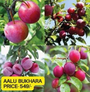 Aloo Bukhara Plant