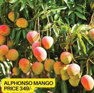 Alphonso Mango Plant