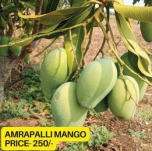 Amrapali Mango Plant