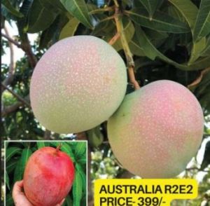 Australian R2E2 Mango Plant