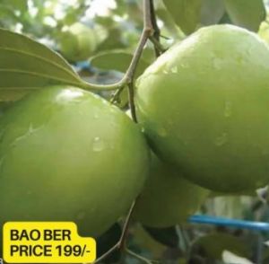 Bao Apple Ber Plant
