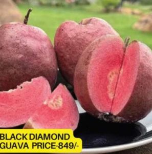 Black Diamond Guava Plant