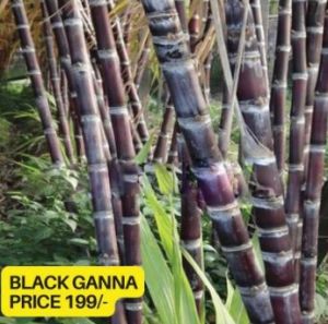 Black Sugarcane Plant