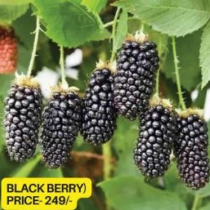 Blackberry Plant