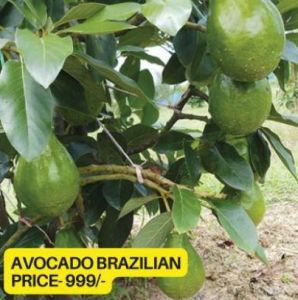 Brazilian Avocado Plant