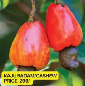 Cashew Nut Plant