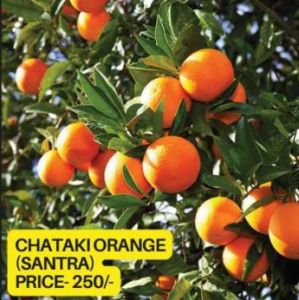 Chataki Orange Plant