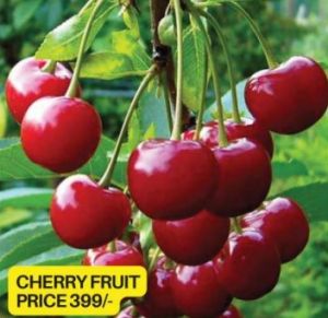 Cherry Fruit Plant