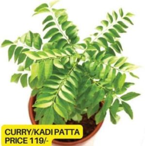 Curry Leaves Plant