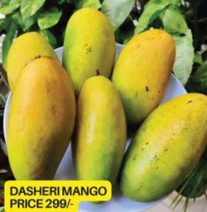 Dasheri Mango Plant