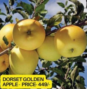 Dorset Golden Apple Plant