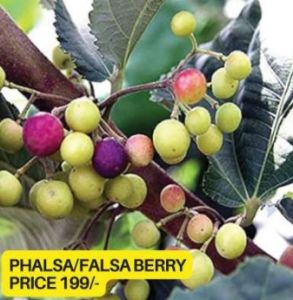 Falsa Fruit Plant
