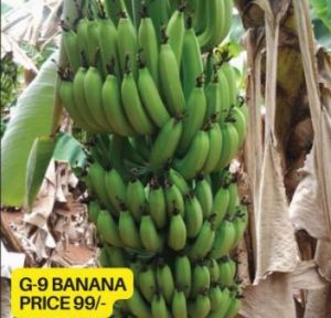 G9 Banana Plant