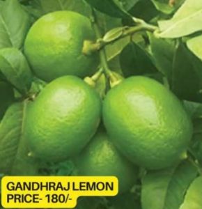 Gandharaj Lemon Plant