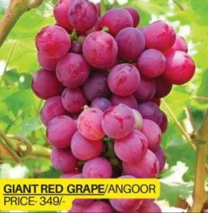 Giant Red Grapes Plant