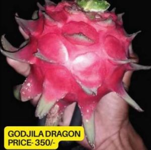 Godzilla Dragon Fruit Plant