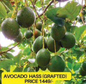 Grafted Hass Avocado Plant
