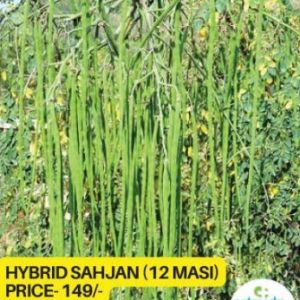 Hybrid Green Sahjan Plant