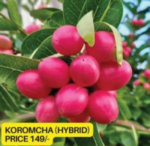 Hybrid Koromcha Plant