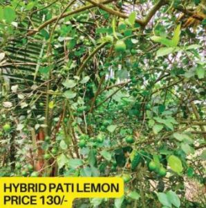 Hybrid Patti Lemon Plant