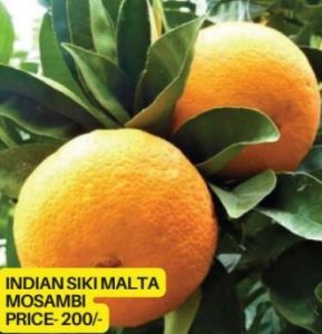 Indian Siki Mosambi Plant