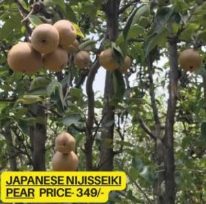 Japanese Nijisseiki Pear Plant