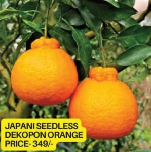 Japani Seedless Dekopon Orange Plant
