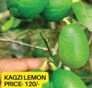 Kagzi Lemon Plant