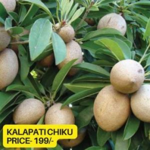 Kalapati Chiku Plant