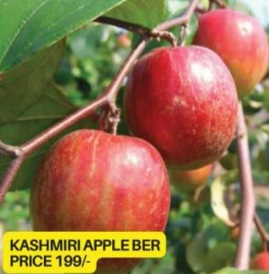 Kashmiri Apple Ber Plant