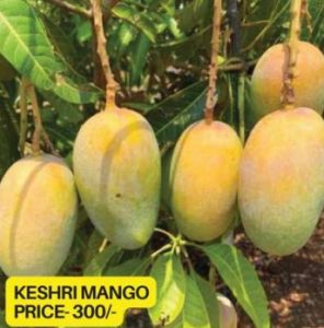 Kesari Mango Plant