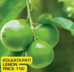 Kolkata Patti Lemon Plant