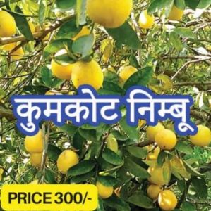 Kumbhkat Lemon Plant