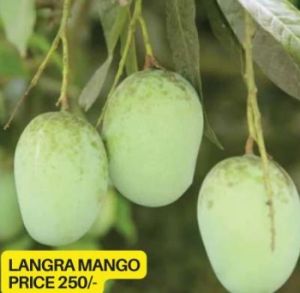 Langra Mango Plant