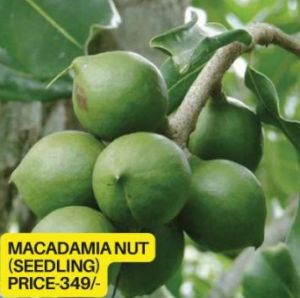 Macadamia Nuts Seedling Plant