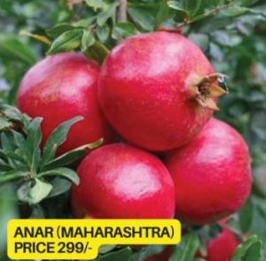Maharashtra Pomegranate Plant