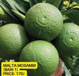 Malta Mosambi Lemon Plant
