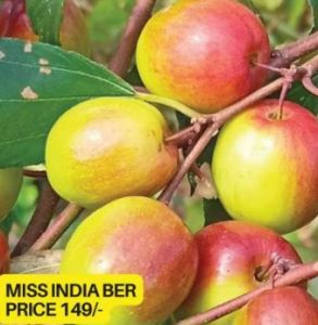 Miss India Apple Ber Plant