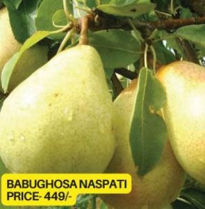 Nashpati Fruit Plant