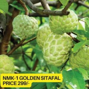 Nmk 1 Golden Custard Apple Plant
