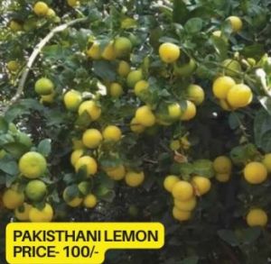 Pakistani Lemon Plant