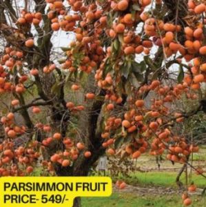 Persimmon Fruit Plant