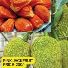 Pink Jackfruit Plant