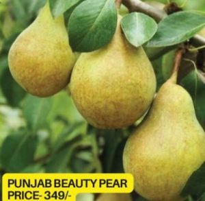 Punjab Beauty Pear Plant