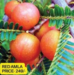 Red Amla Plant