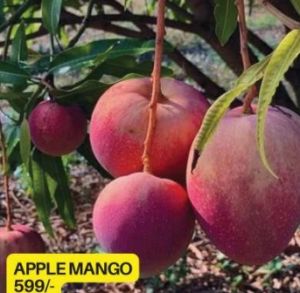 Red Apple Mango Plant