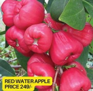 Red Water Apple Plant