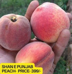 Shan E Punjab Peach Plant