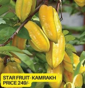 Starfruit Kamrakh Plant