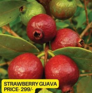Strawberry Guava Plant